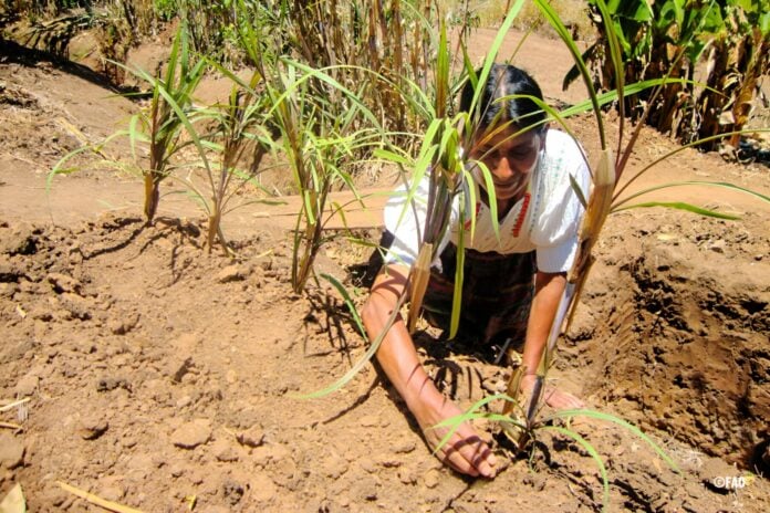 Nuevo informe de la ONU: 74 por ciento de los países de América Latina y el Caribe tienen alta exposición a eventos climáticos extremos, afectando la seguridad alimentaria  