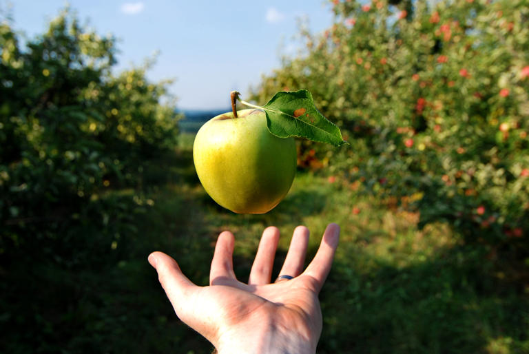 AA1GGMro Una manzana verde flota sobre una mano, desafiando aparentemente la gravedad. © Helioscribe (Getty Images/iStockphoto)